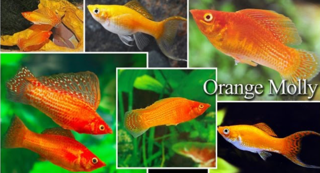 A collage of different colorations of orange molly fish.