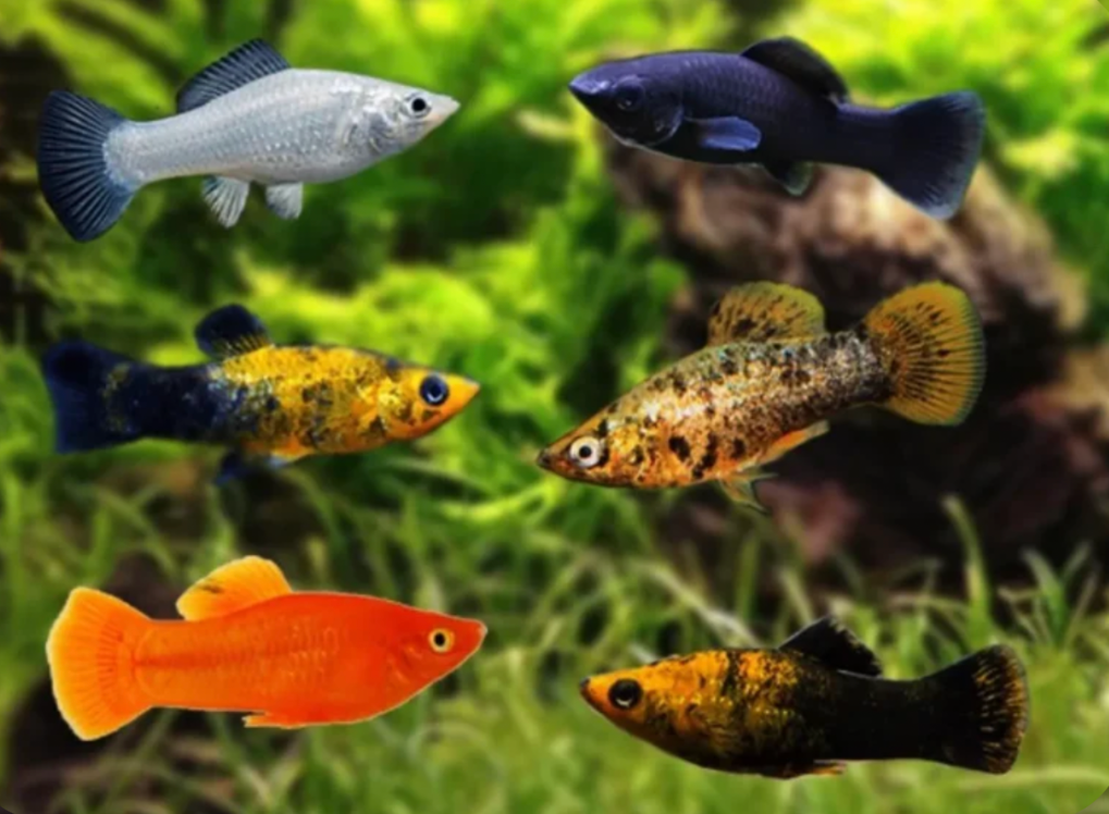 A collage on a planted background of Molly fish.