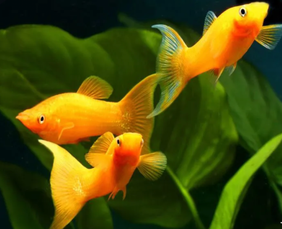 Orange Mollies thriving in their planted tank.