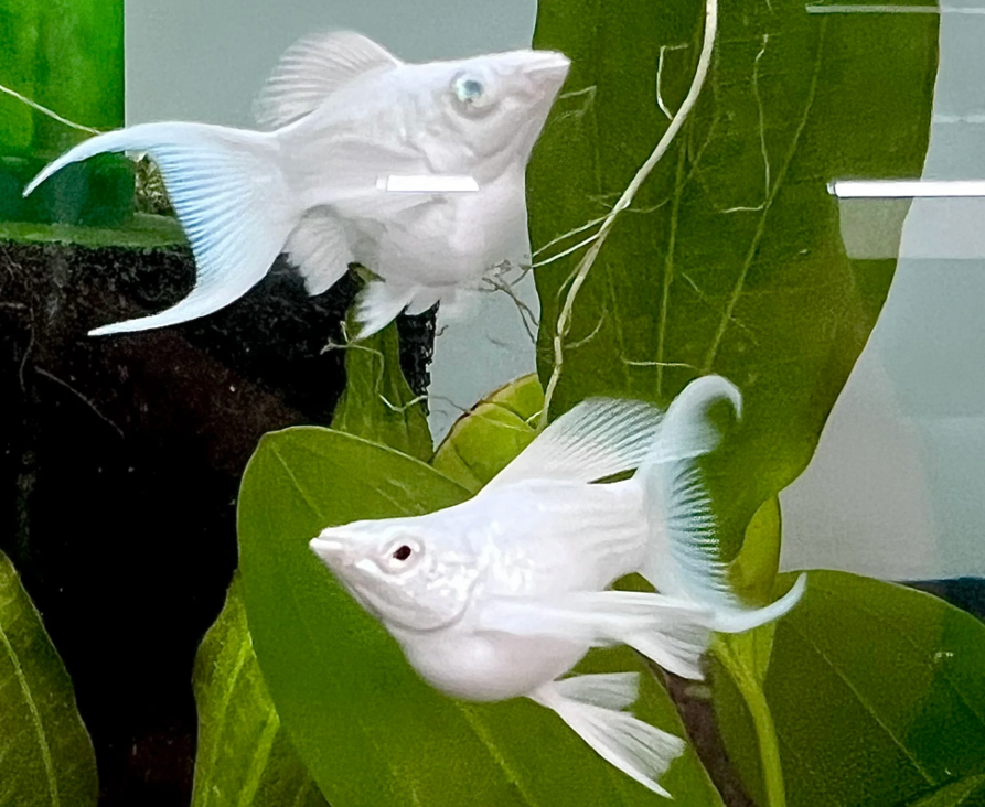 Platinum Molly in a planted tank.