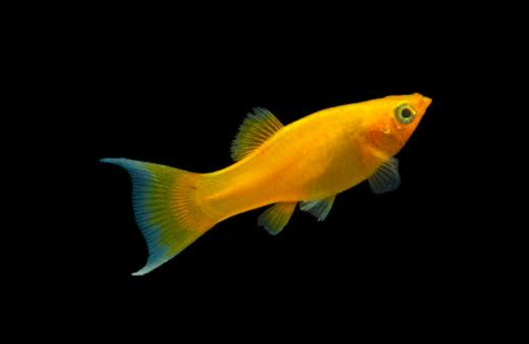 Beautiful common gold Molly on a black background.