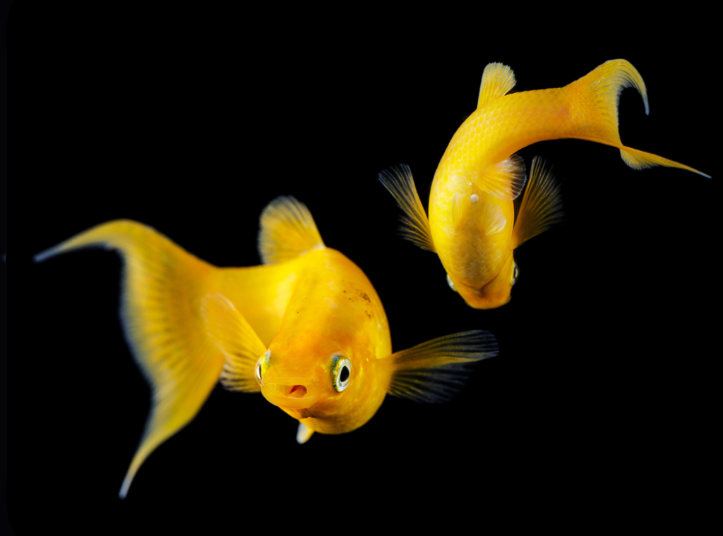 Two gold mollies on a black background.