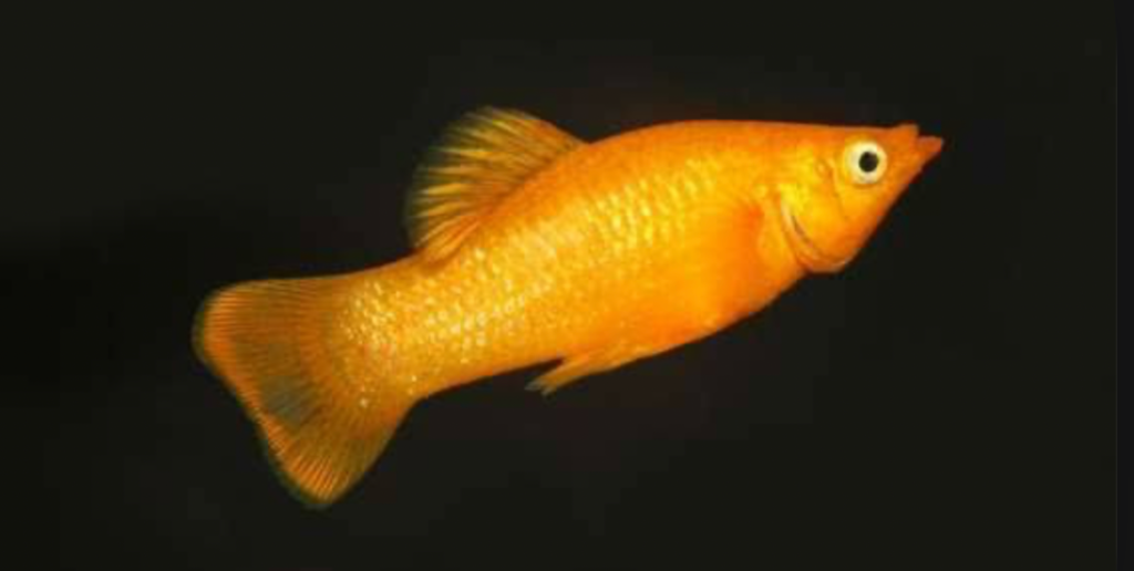 A close up of a Gold Molly on a black background.