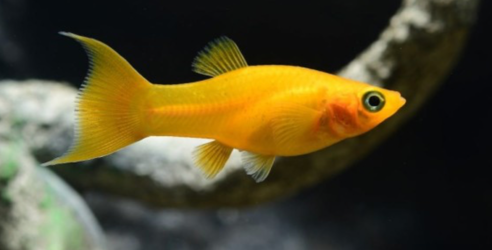 Beautiful Gold Molly in focus in the foreground with a rocky aquascape background.