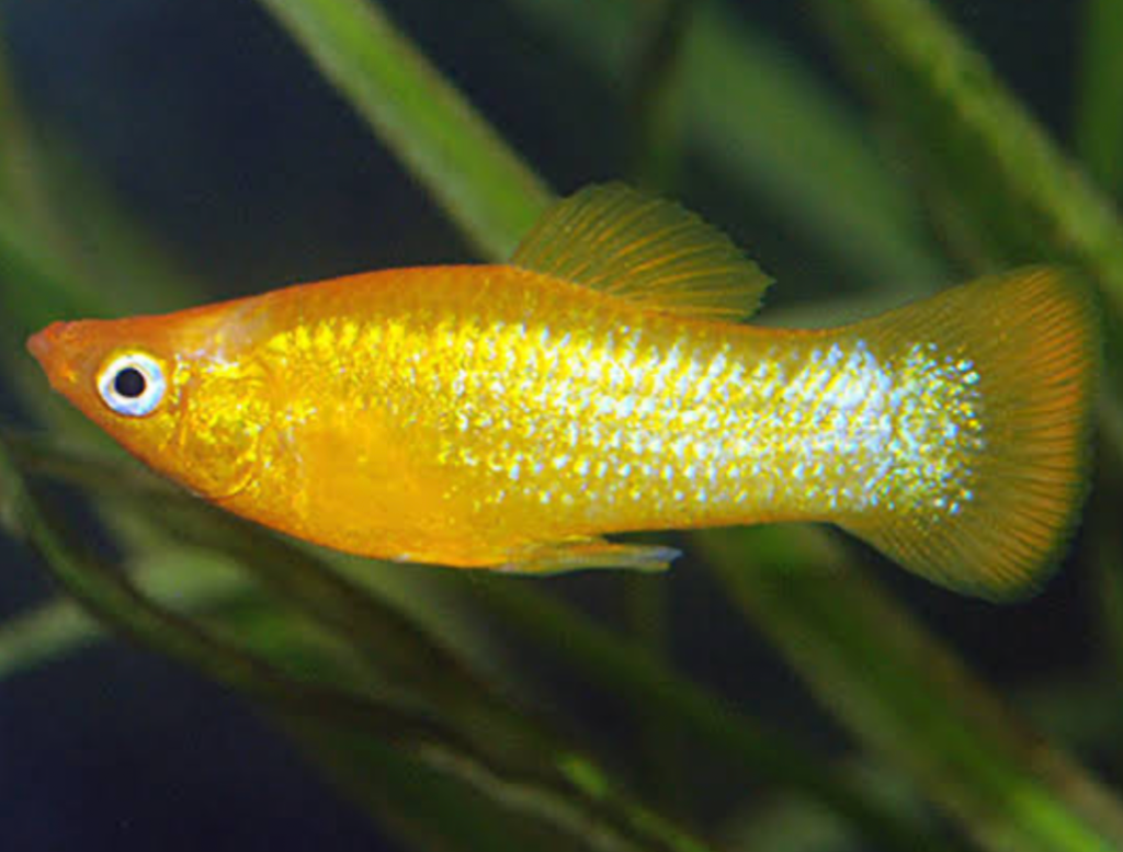 A gold molly in its planted tank.