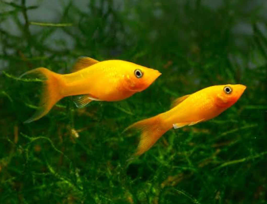 Gold Mollies in a planted tank.
