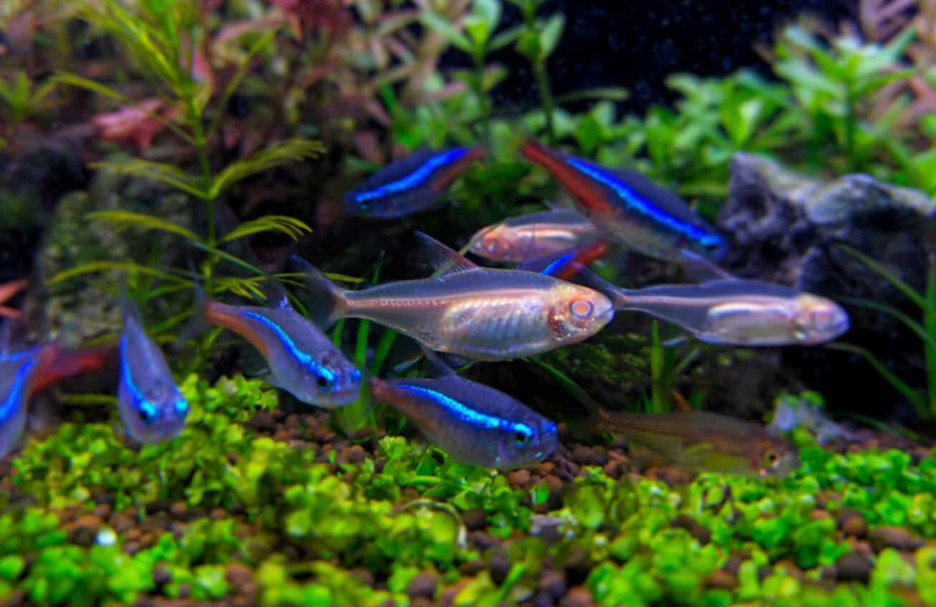 Tetras in a planted tank.