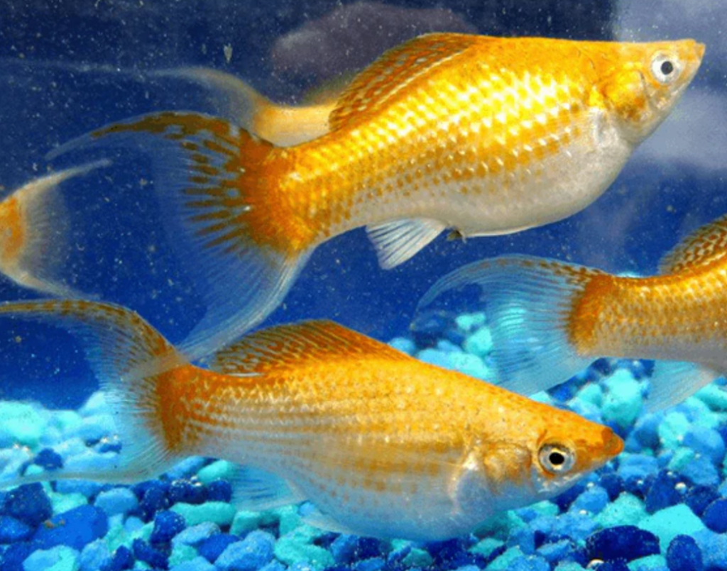 Gold Mollies swimming above colorful blue pebble substrate in their tank.