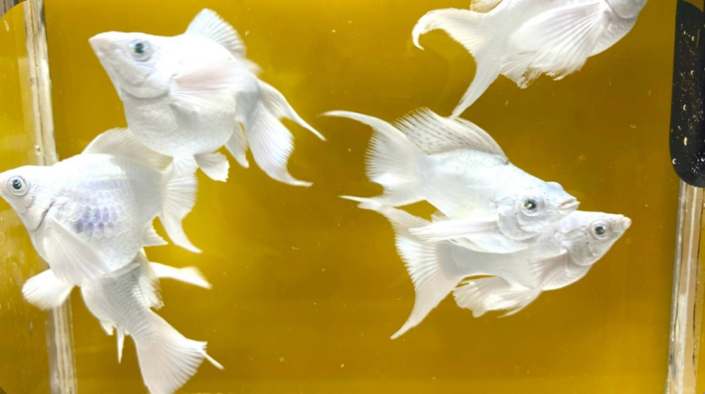 A school of happy Platinum Mollies in their tank.