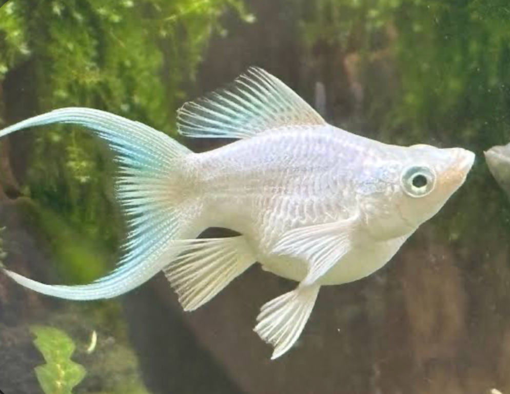 A King Balloon Platinum Molly in its tank.