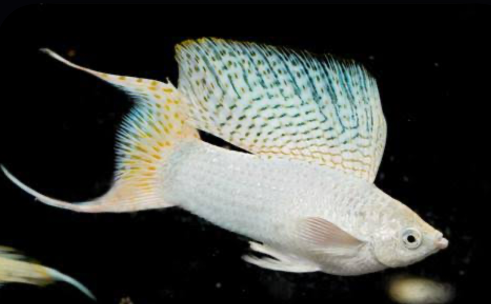 A Platinum Sailfin Molly fish.
