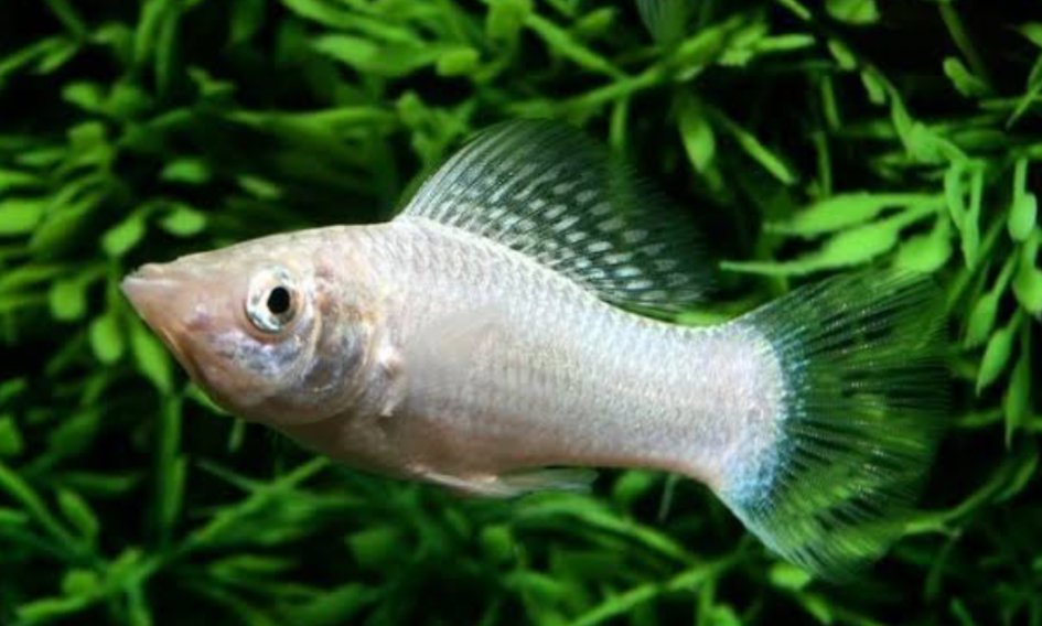 A Silver Sailfin Molly fish in front of its tank's greenery.fffff