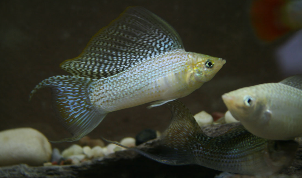 A school of Silver Sailfin molly swimming near the substrate of their tank.