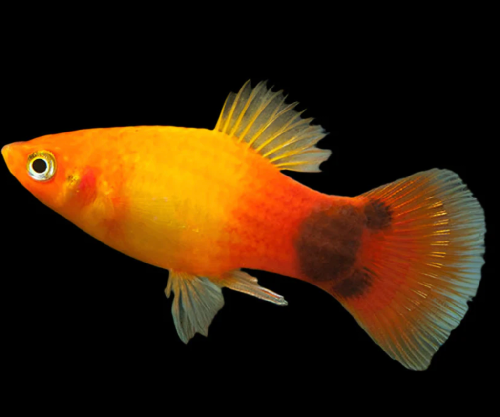 An orange and red toned Mickey Mouse Platy on a black black background.