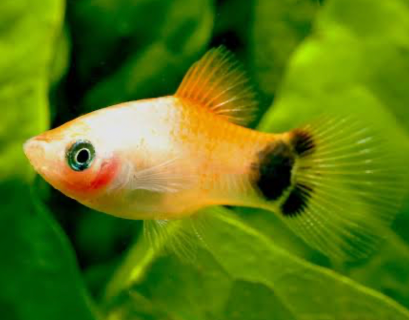 A Mickey Mouse Platy on a background of green plants.