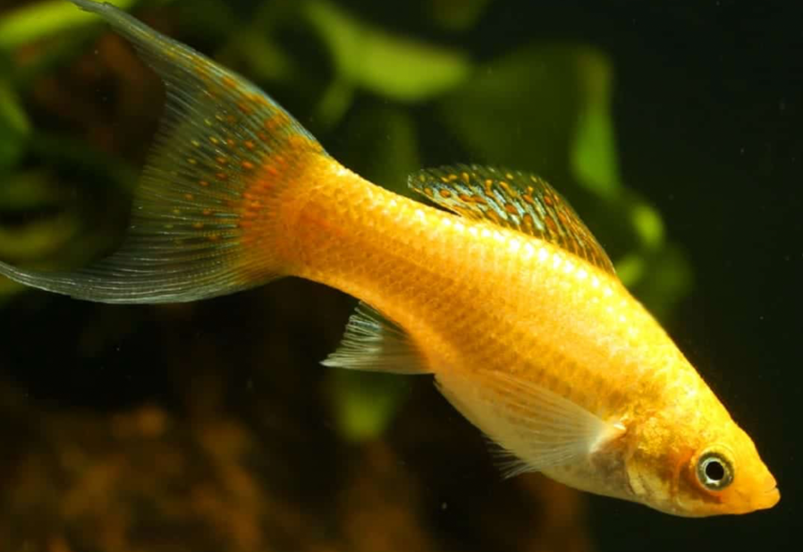 A Creamsicle molly in its planted tank.