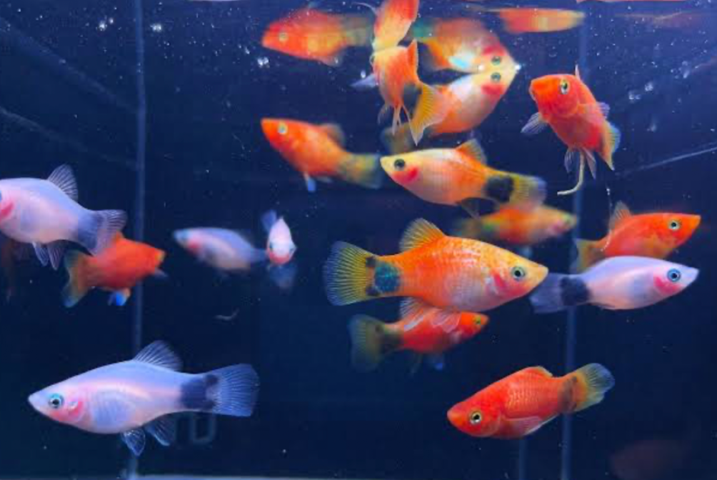 A school of various colored Mickey Mouse Platy swimming in their tank.