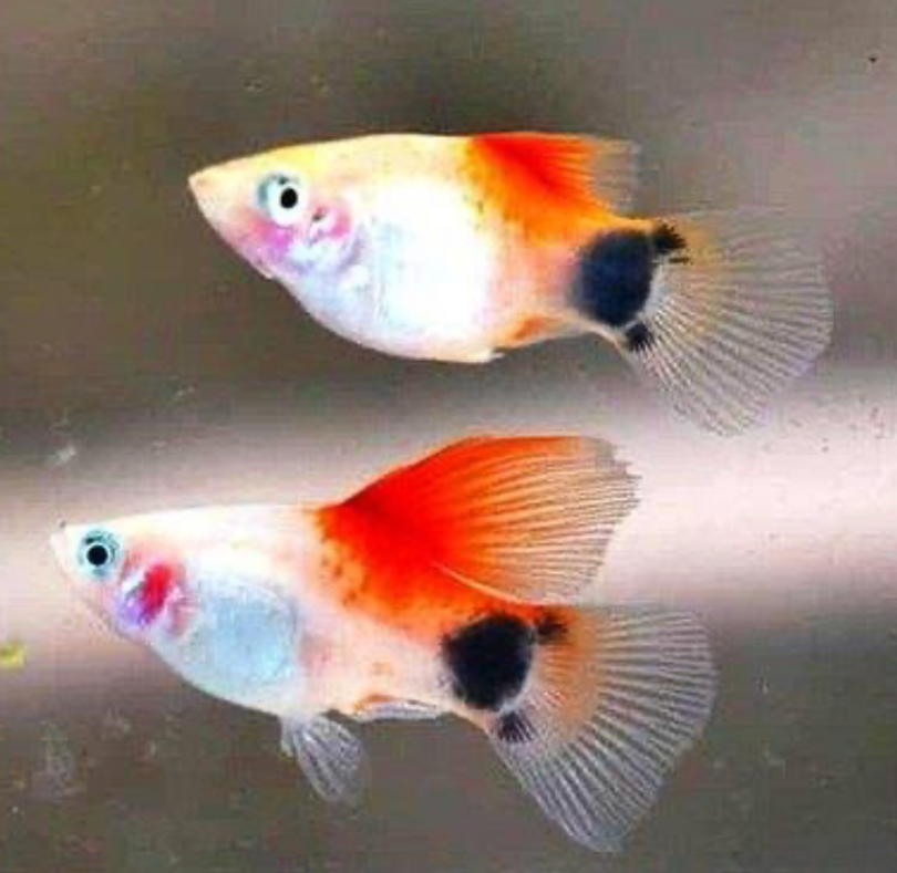 Close up of two Mickey Mouse Platy showcasing their unique markings.