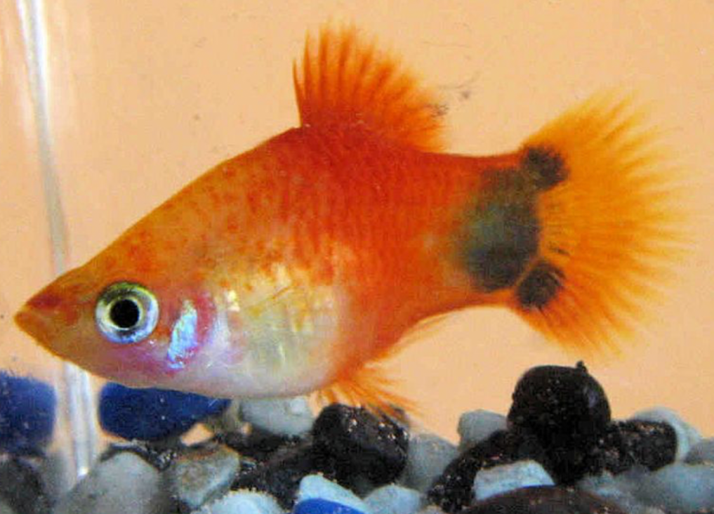 A Mickey Mouse Platy swimming above its pebbled substrate.