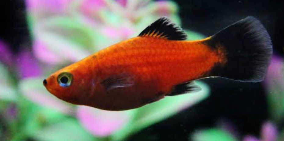 A close up of a Wag Tail Molly in its tank.