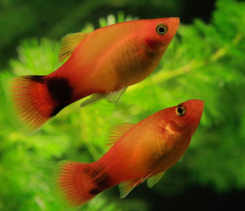 Two Mickey Mouse Platys in a planted tank.