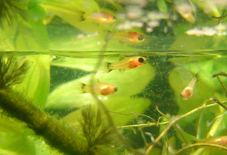 Red Wag Tail fry.