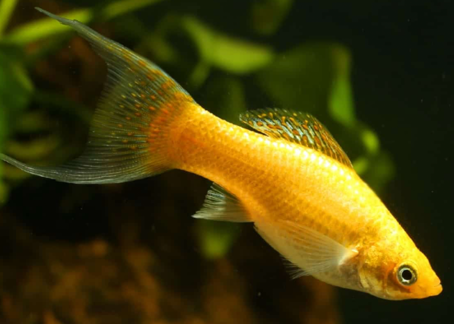 A Creamsicle molly in its planted tank.