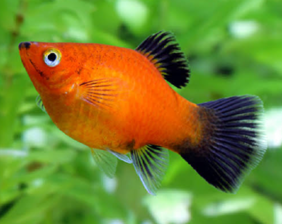 Red Wag-tail molly in planted tank.
