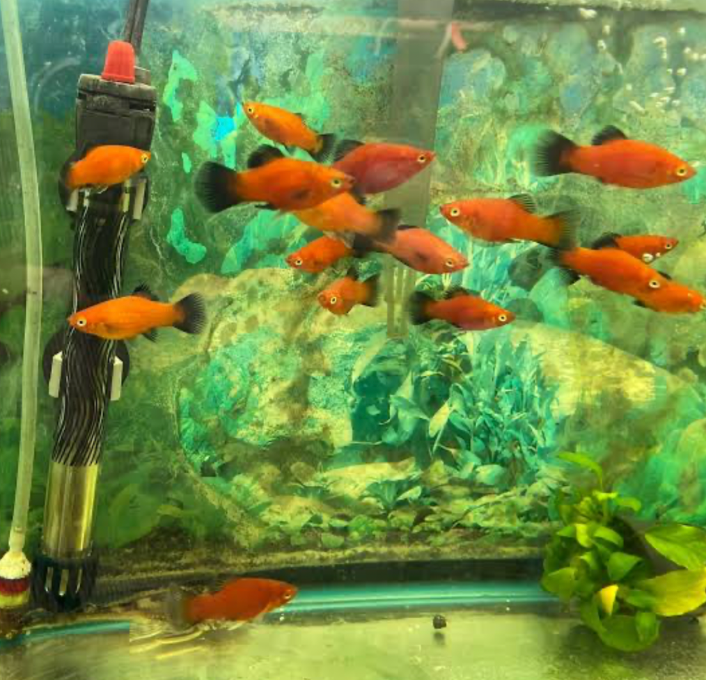A school of Red Wag-Tail Molly in their tank.