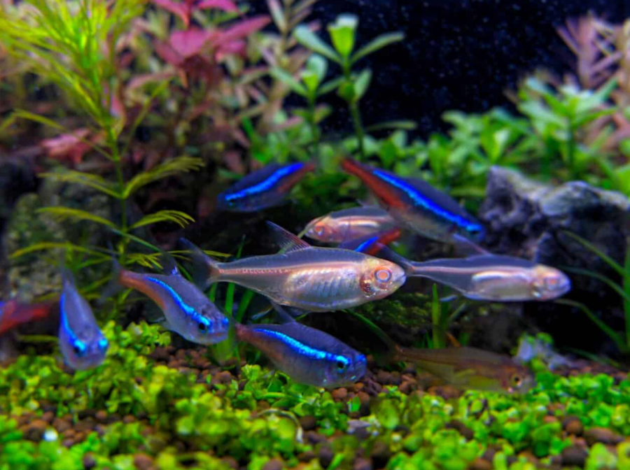 Tetras schooling in a planted tank.
