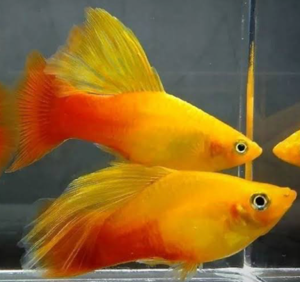 A pair of Sunburst Platy in a display tank.