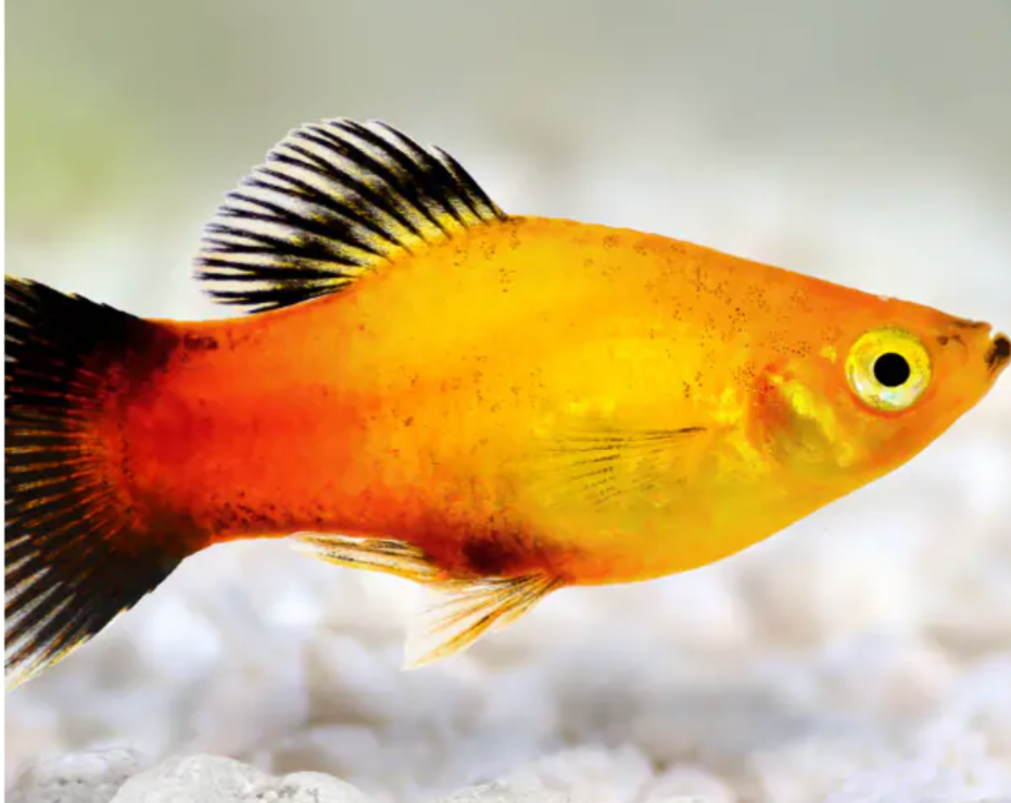 A Sunburst Platy right above its white rocky substrate.