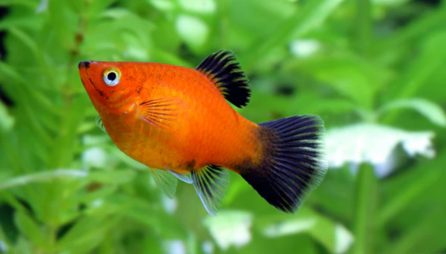A Sunburst Platy in its planted tank.