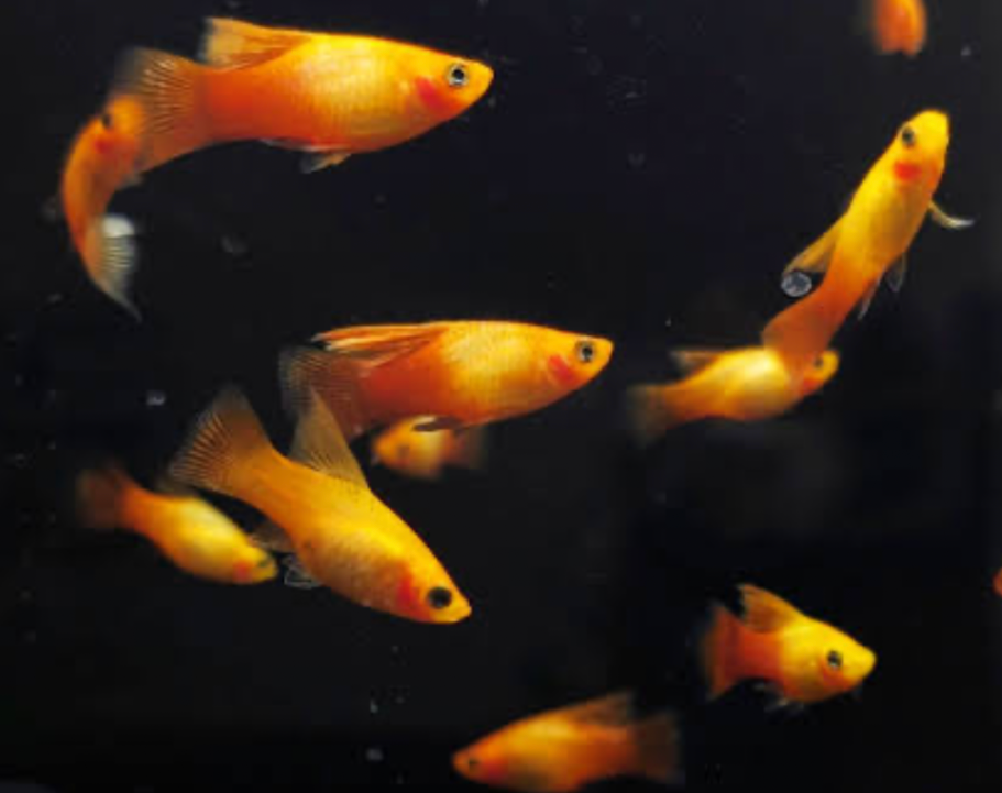 A school of Sunburst Platy bringing color at the forefront of a dark tank background.