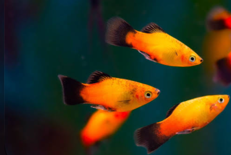 A school of Sunburst Platy in a tank.