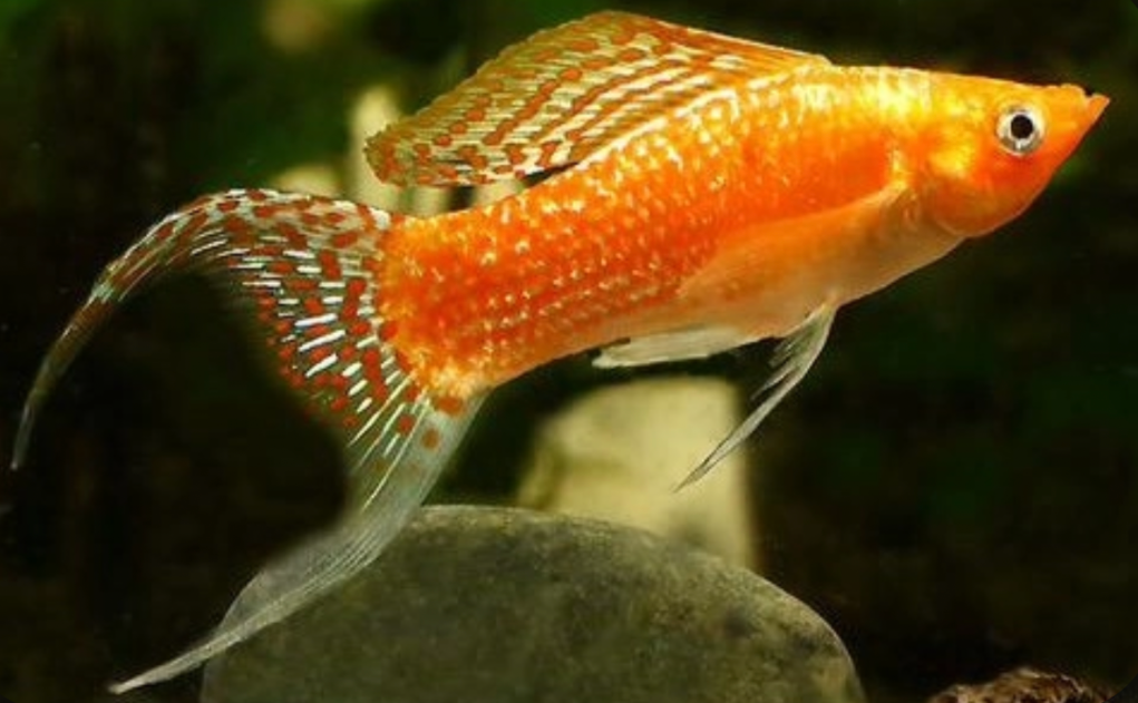A Creamsicle Lyretail molly in its tank.