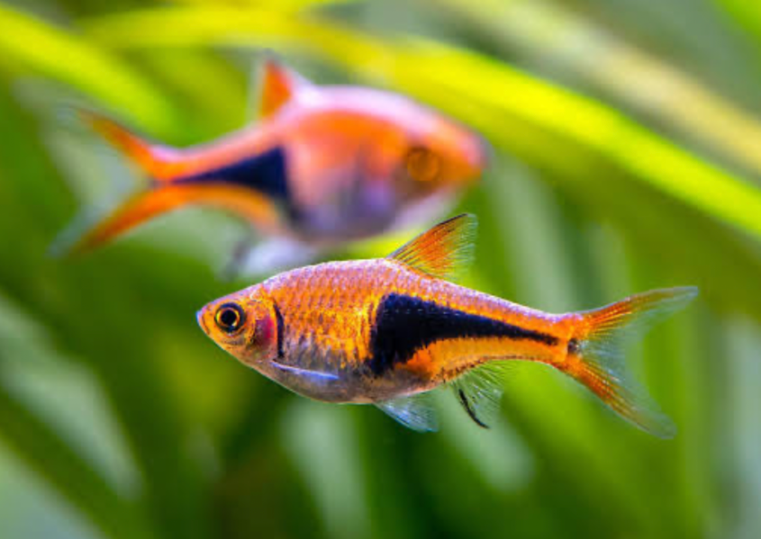 Two Rasboras in focus in a planted tank.