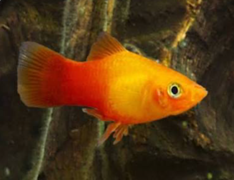A Sunburst Platy in front of a rocky or driftwood background.