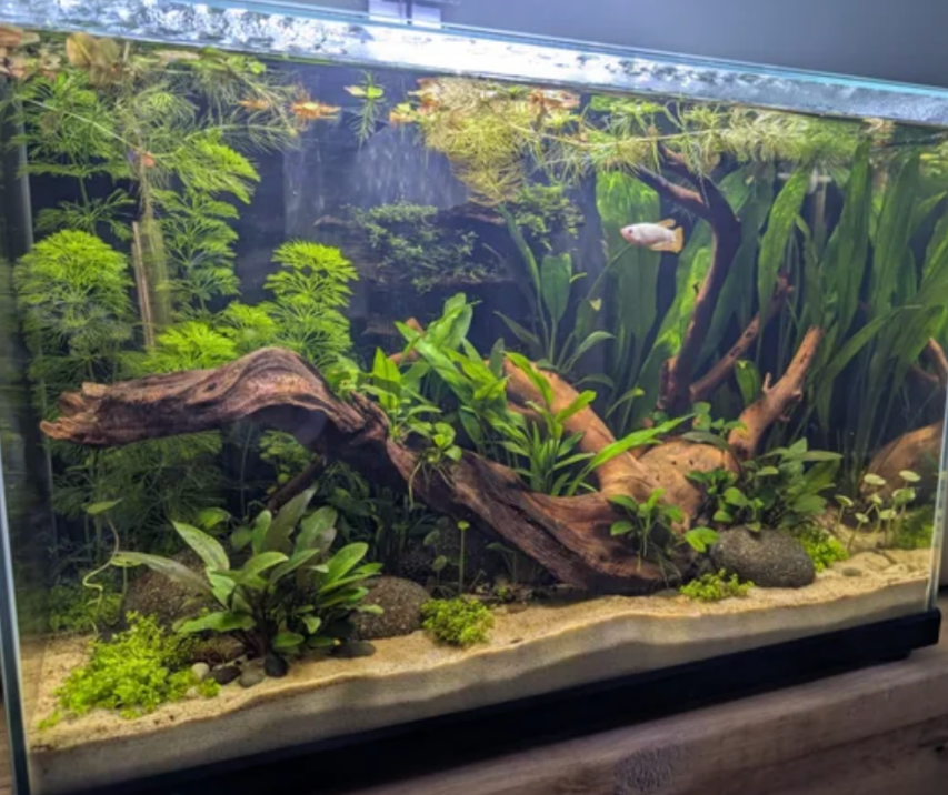 A beautifully aquascaped planted tank.