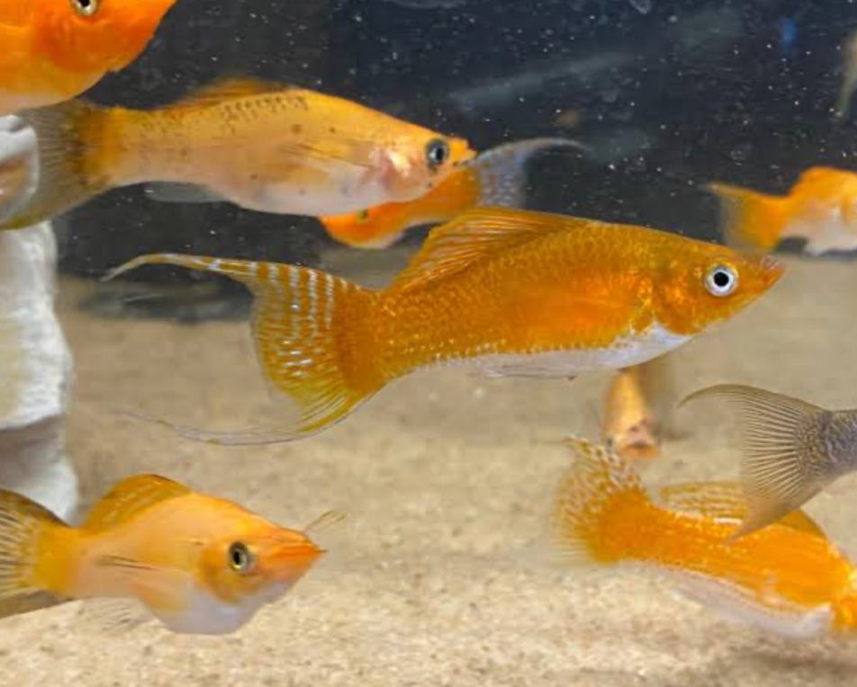 A vibrant school of Creamsicle Mollies swimming.