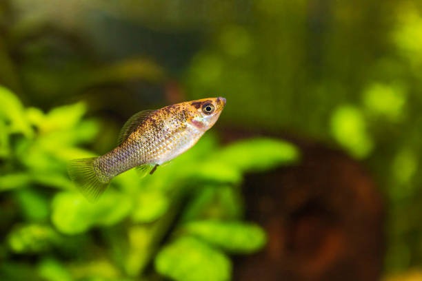 A Short Fin Molly in focus in the foreground of its planted tnak.