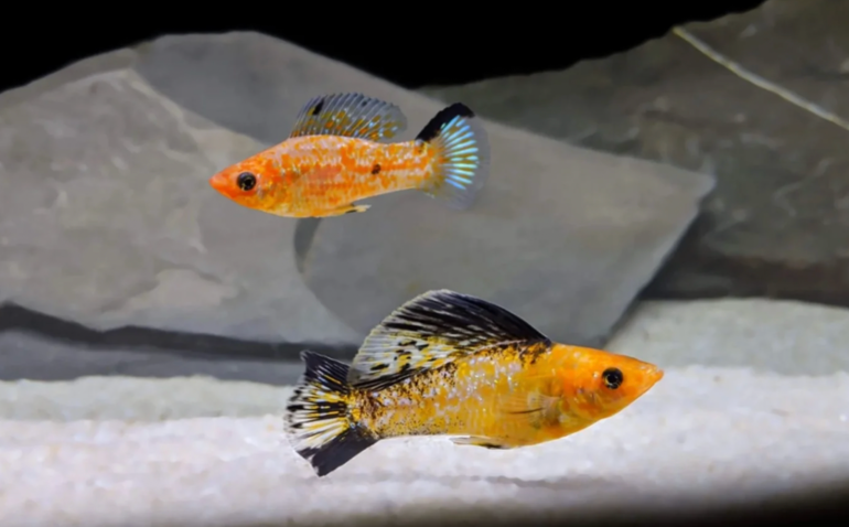 Two variations of the Creamsicle Molly in front of a slate rock backdrop.