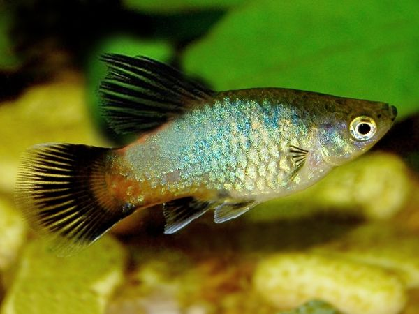 A rainbow platy in a planted tank.