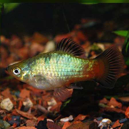 Rainbow Platy