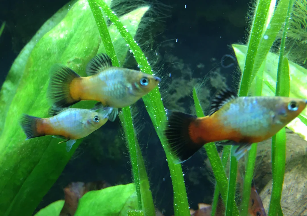 Three different colored rainbow platy in a planted tank.