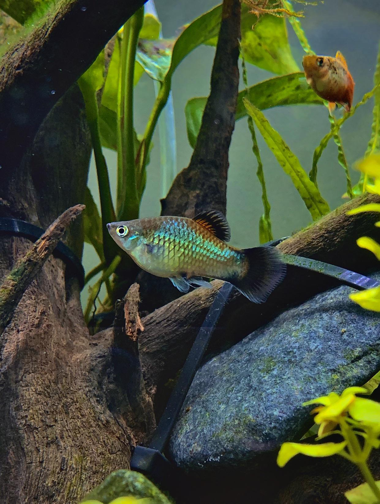 A well aquscaped tank with a centerpiece rainbow platy.
