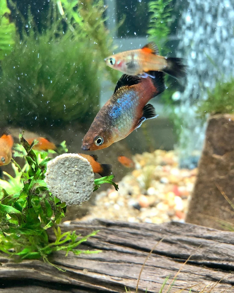 Rainbow Platy eating an algae wafer together peacefully.