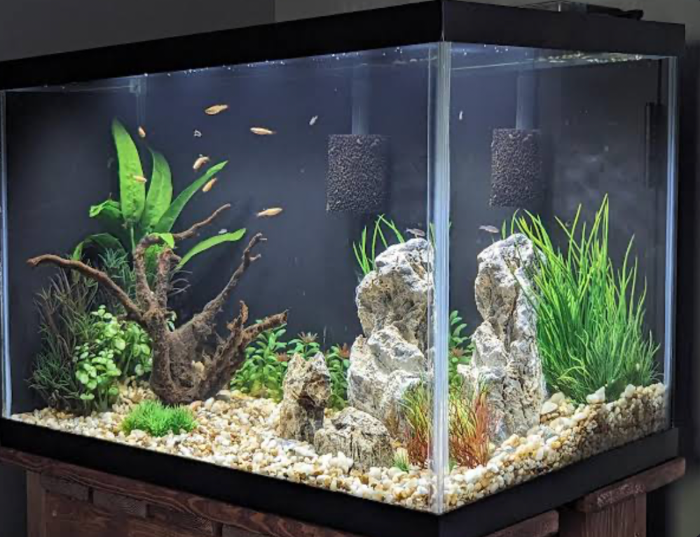 An unheated indoor planted platy tank.