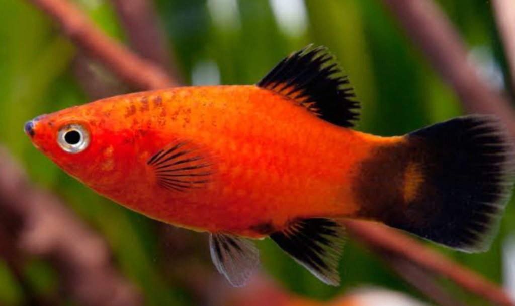 Southern Platy fish