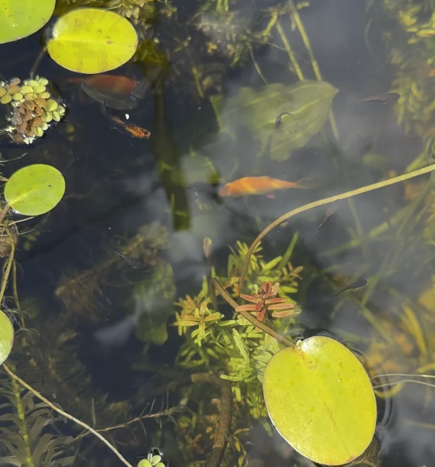 Platy outdoor pond fish.
